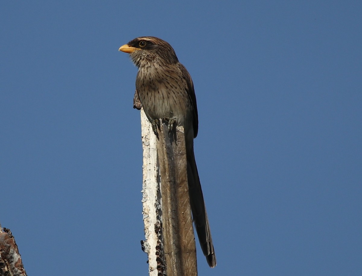 Yellow-billed Shrike - Jason Fidorra