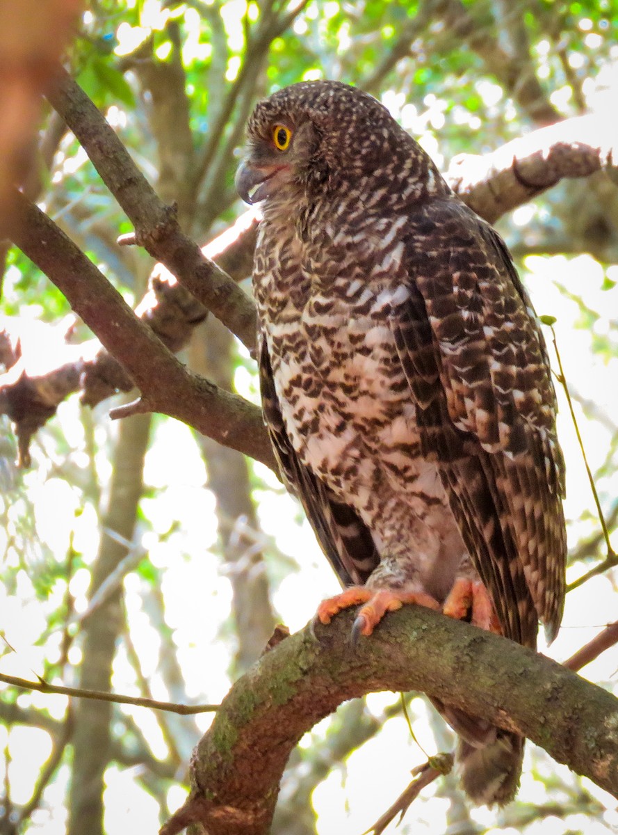 Powerful Owl - Kent Warner