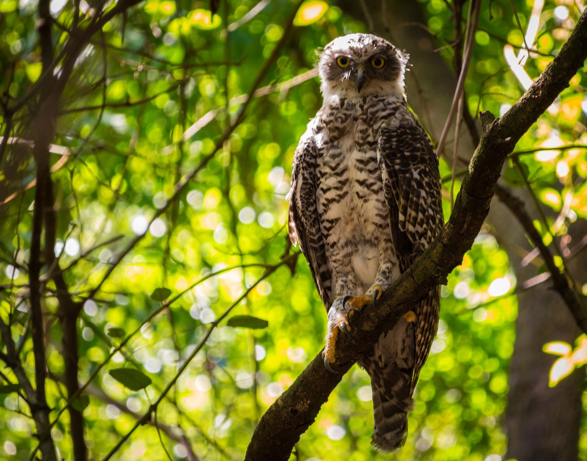 Powerful Owl - Kent Warner