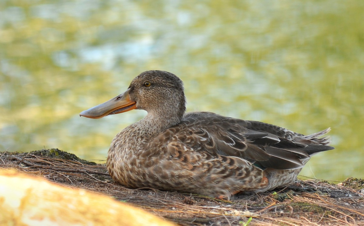 Northern Shoveler - Ryan O'Donnell