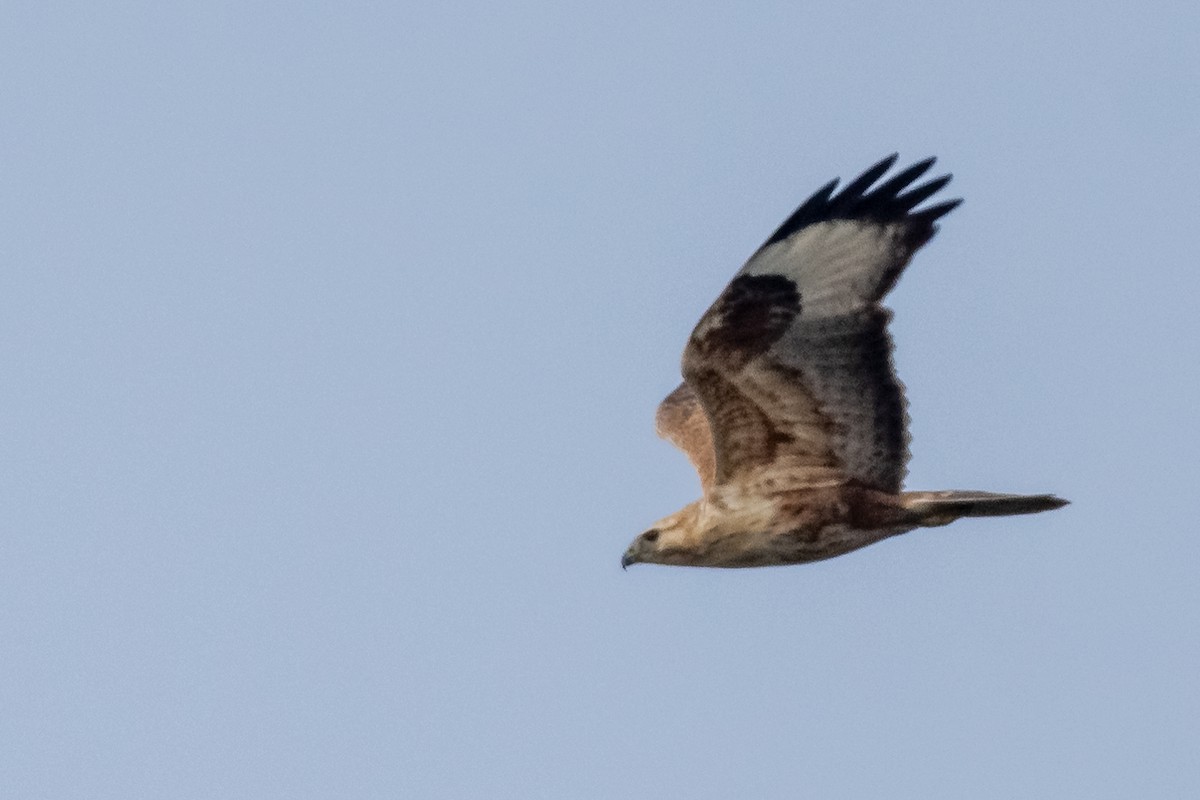 Long-legged Buzzard - ML131123661