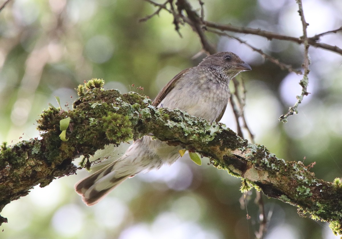 Scaly-throated Honeyguide - Jason Fidorra