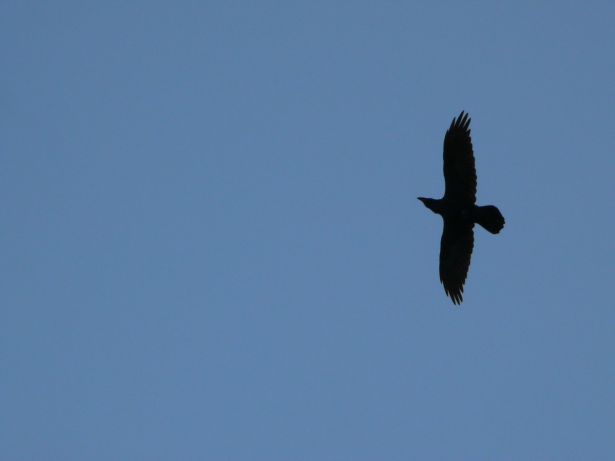 Common Raven - ML131127351