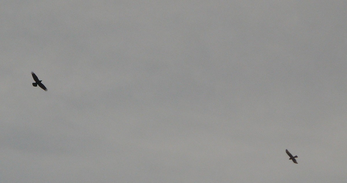 Common Raven - ML131127391