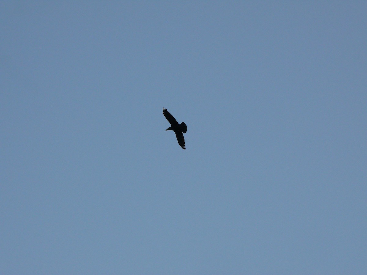 Common Raven - ML131127661