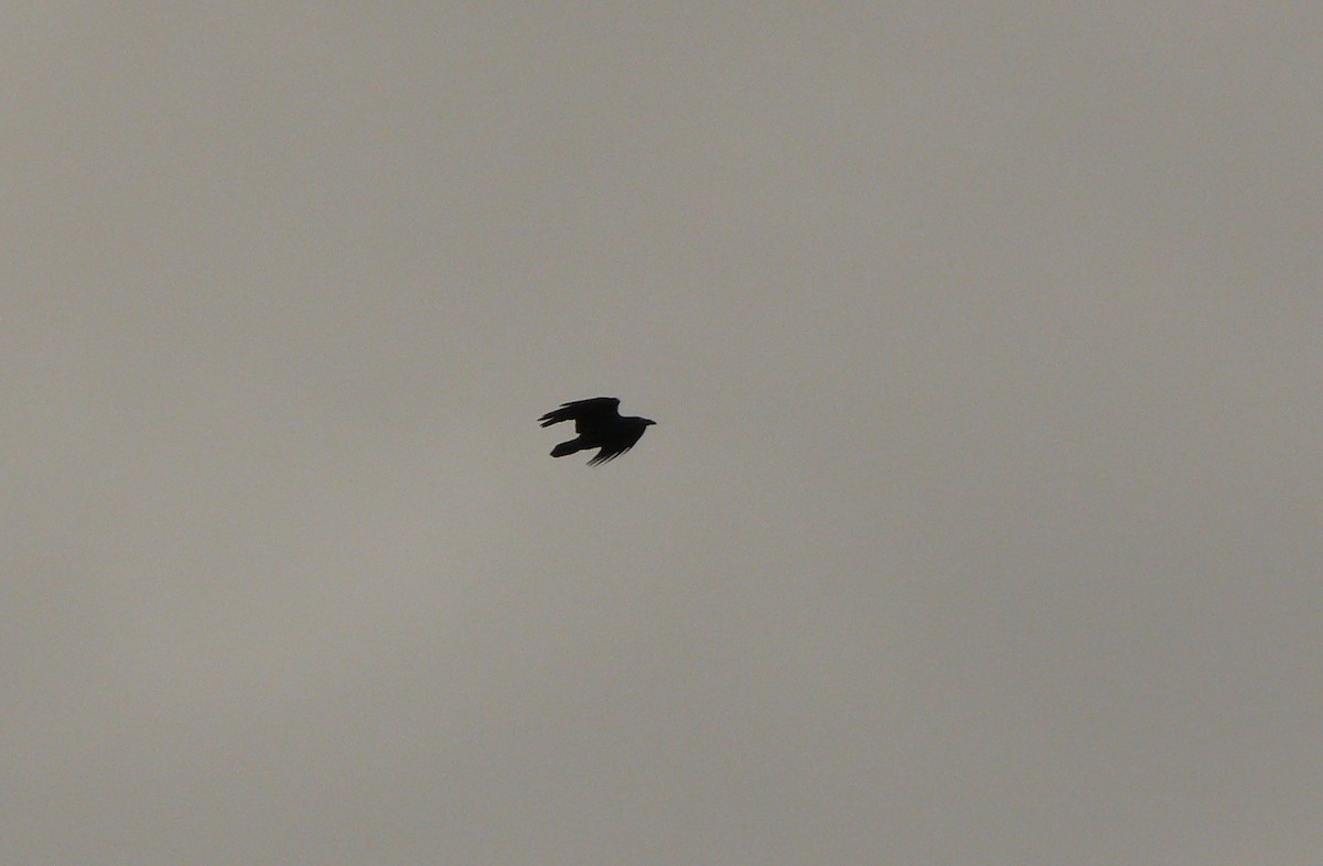 Common Raven - ML131127671