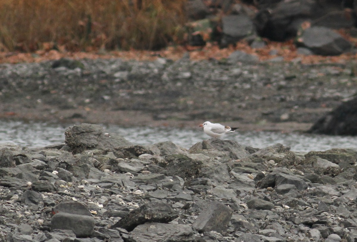 Хүрэн толгойт цахлай - ML131128531