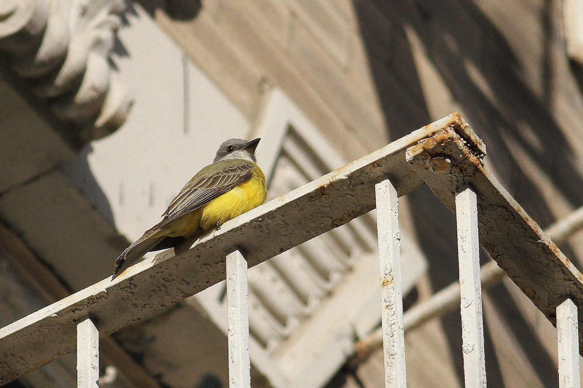 Couch's Kingbird - ML131128611