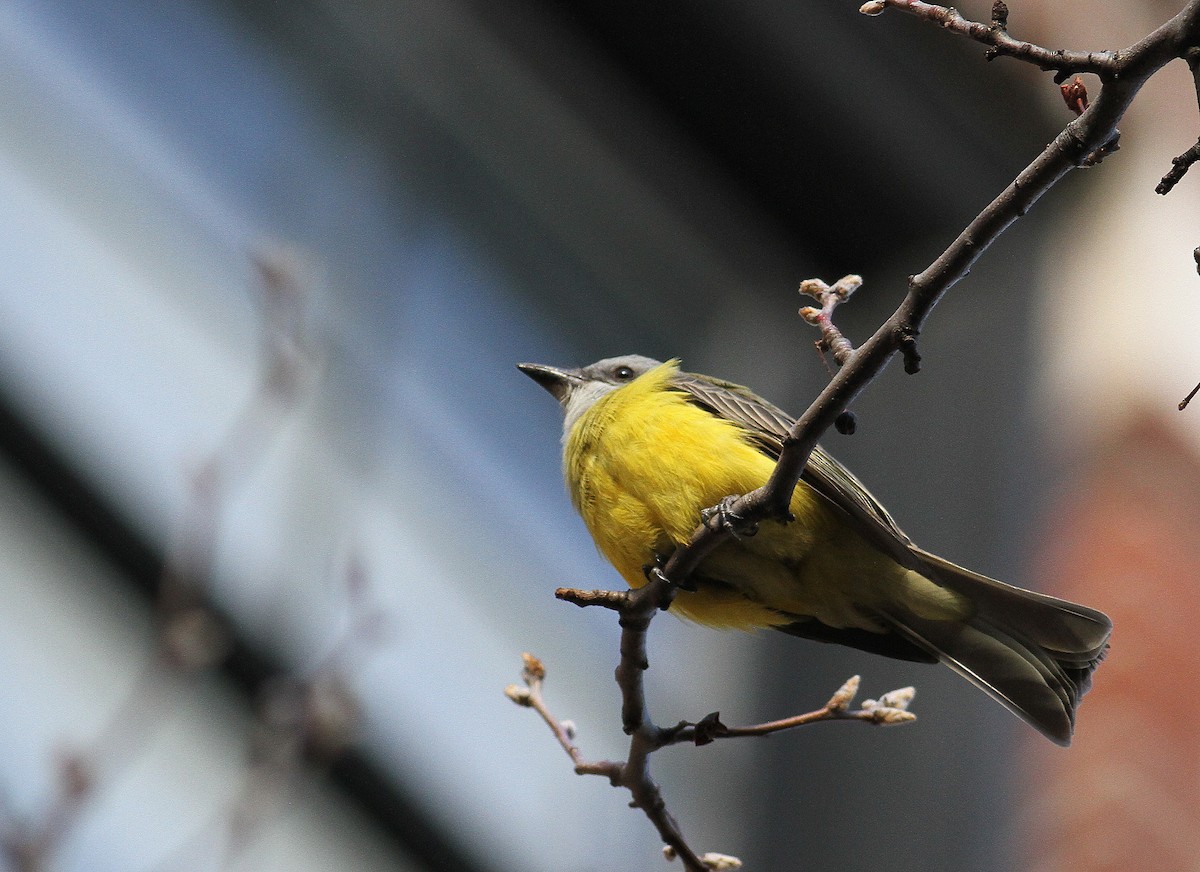 Couch's Kingbird - 🦉Richard Aracil🦅