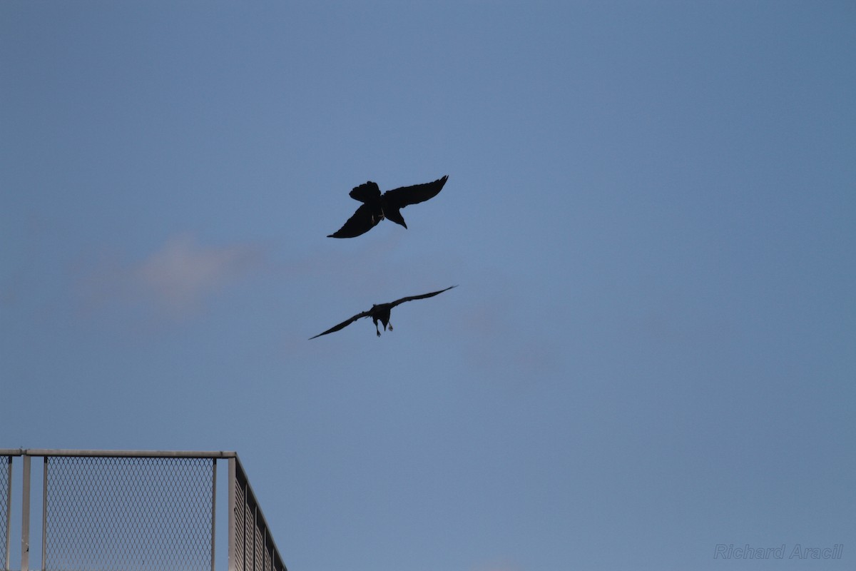 Common Raven - ML131128841