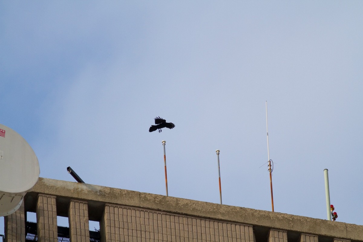 Common Raven - ML131128971
