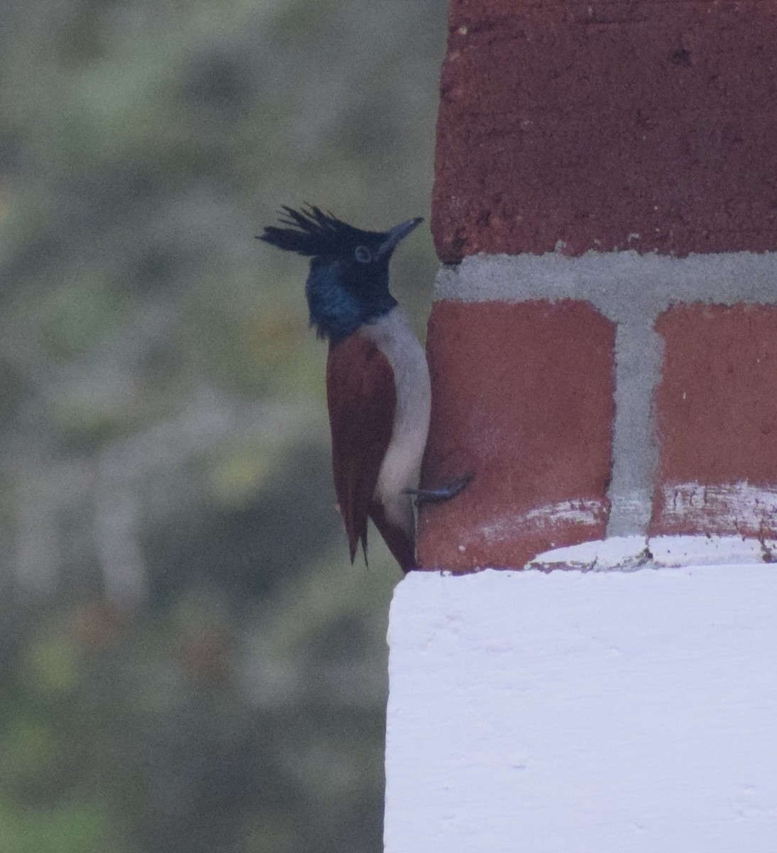 Indian Paradise-Flycatcher - Siva T