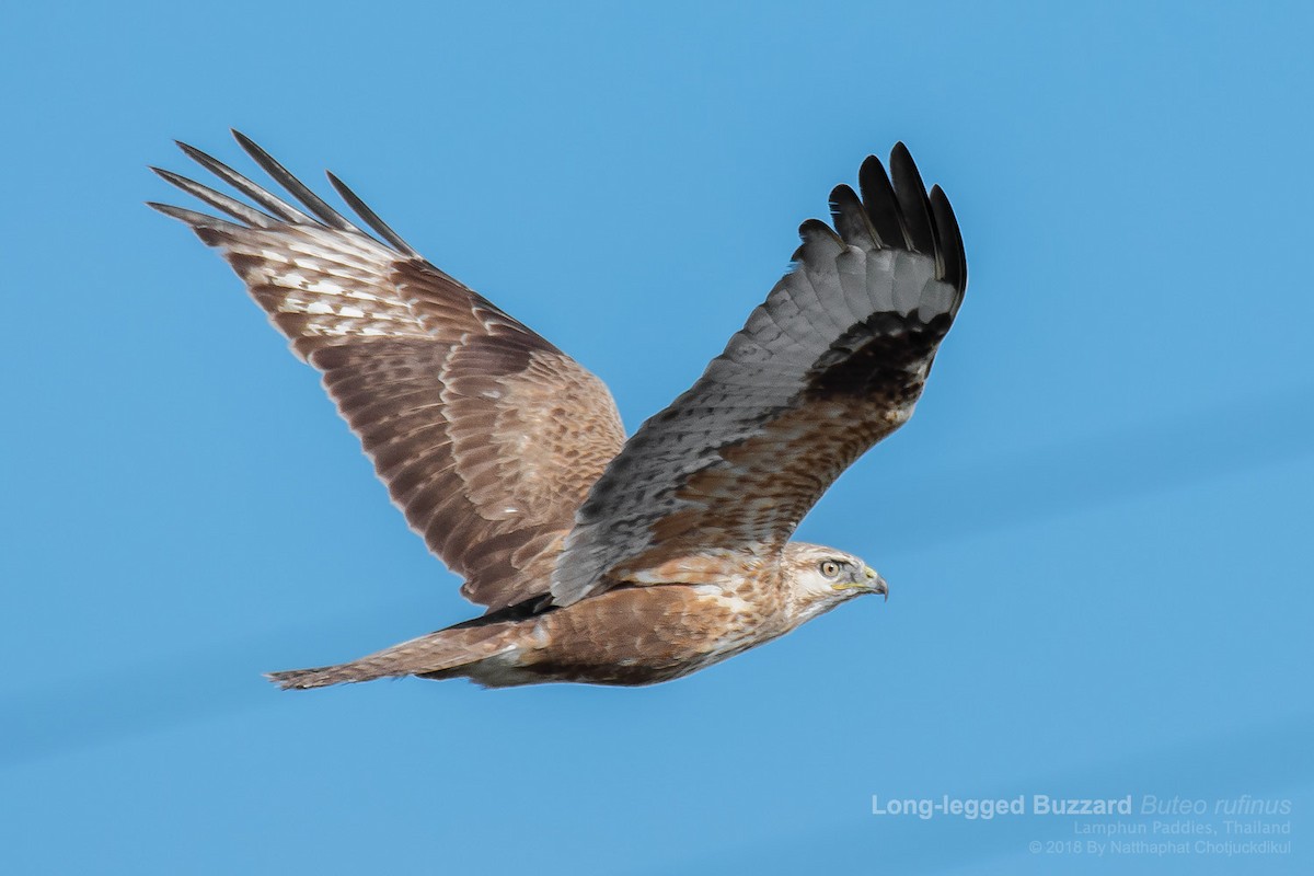 Long-legged Buzzard - ML131130491