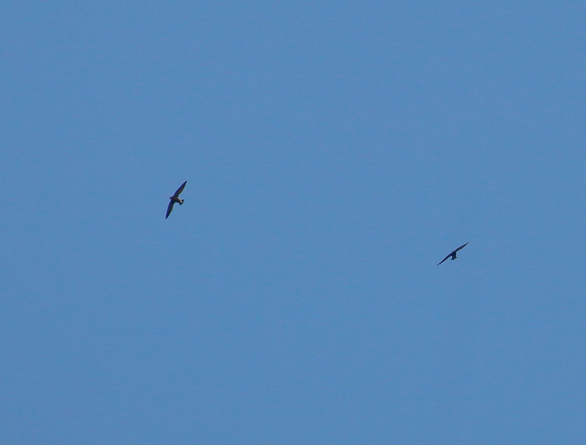 Brown-backed Needletail - ML131131861