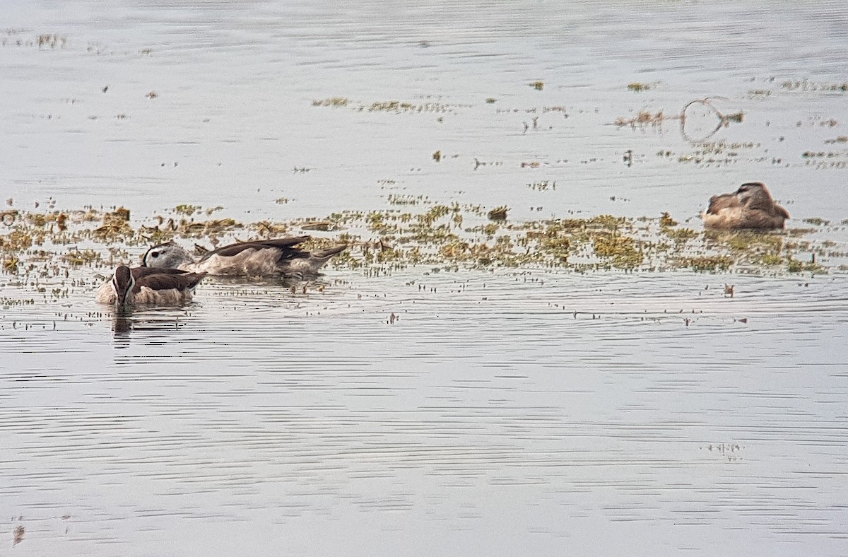 Cotton Pygmy-Goose - ML131132031