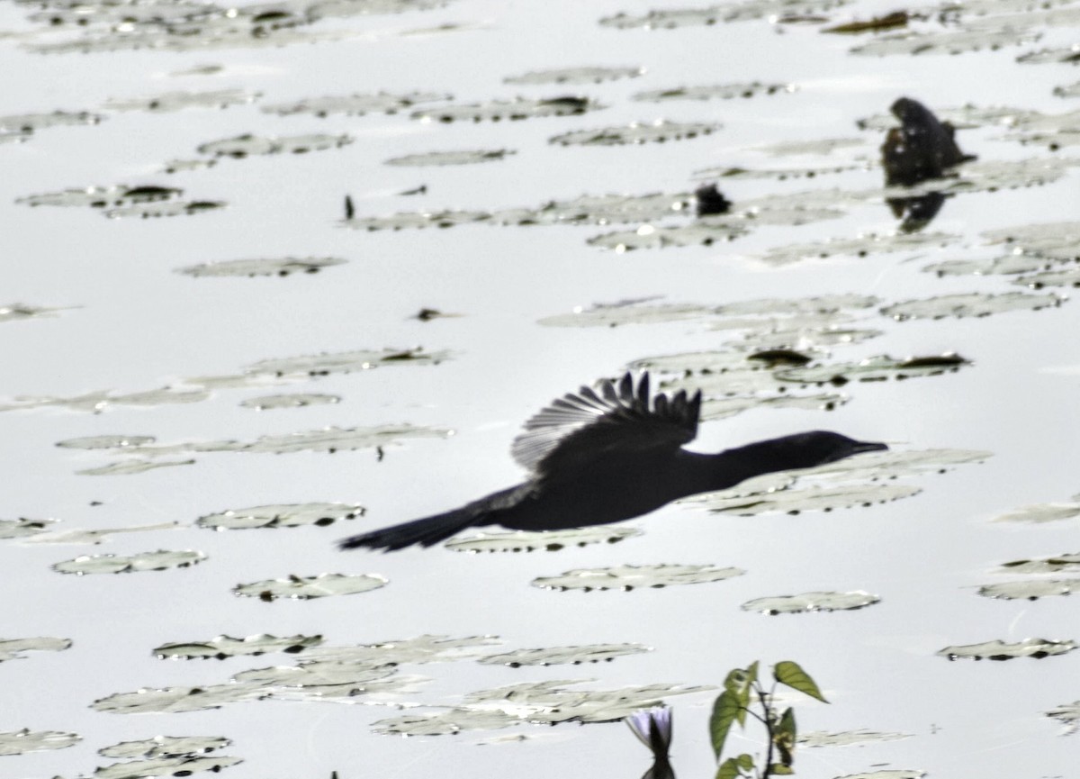 Cormoran à cou brun - ML131136181