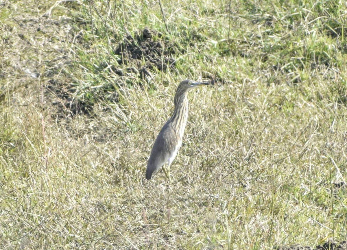 Indian Pond-Heron - ML131136621