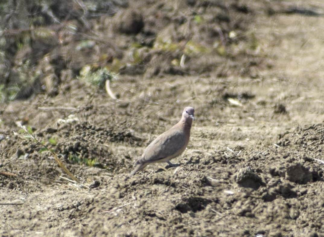 Laughing Dove - ML131136661