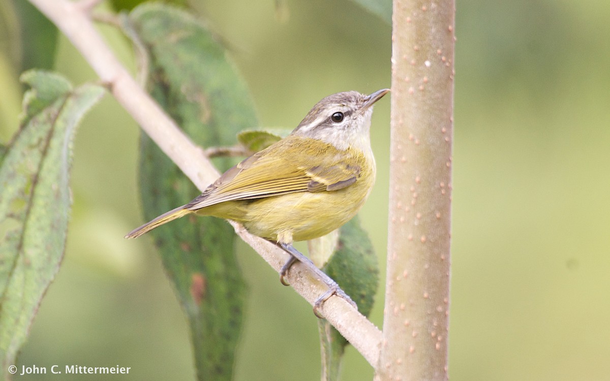 Island Leaf Warbler (Bacan) - ML131138601