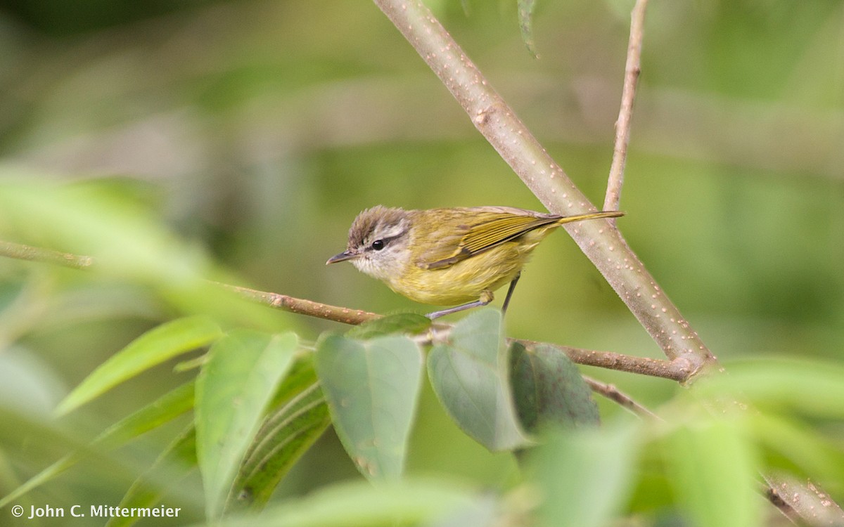 Island Leaf Warbler (Bacan) - ML131138611