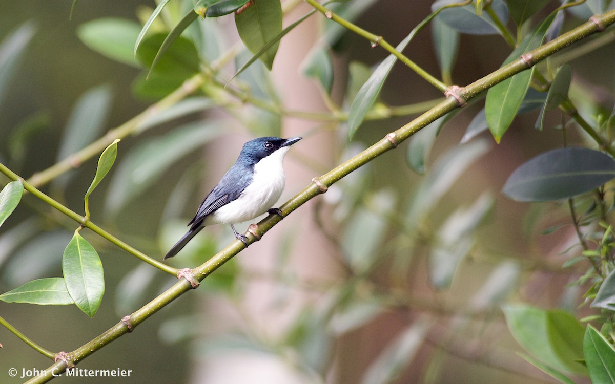 Moluccan Flycatcher - John C. Mittermeier