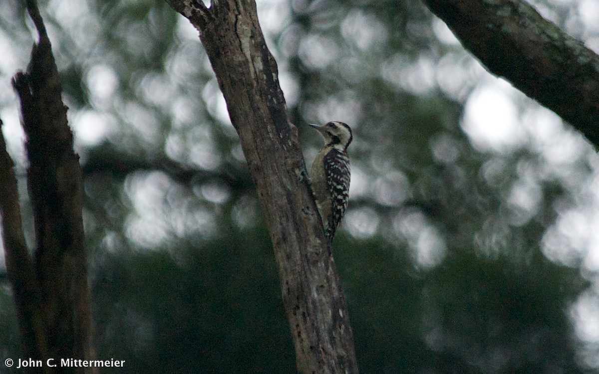 Freckle-breasted Woodpecker - ML131139281