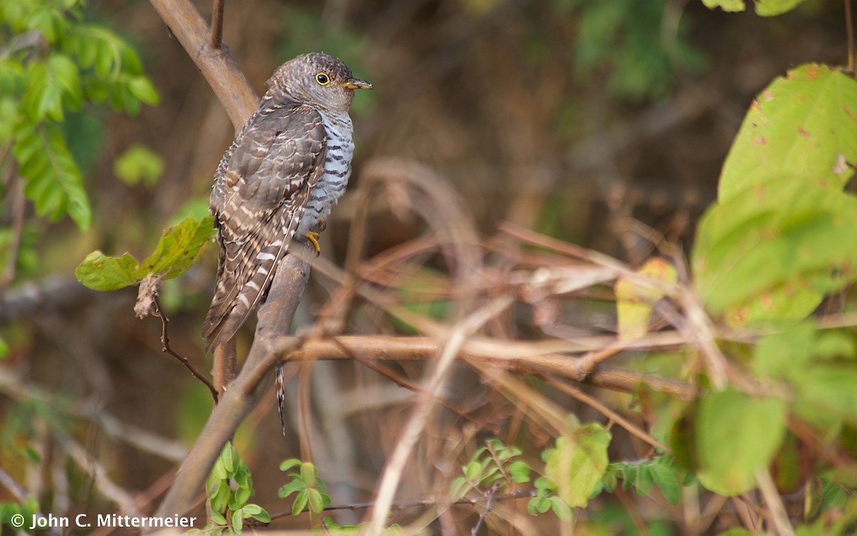 African Cuckoo - John C. Mittermeier