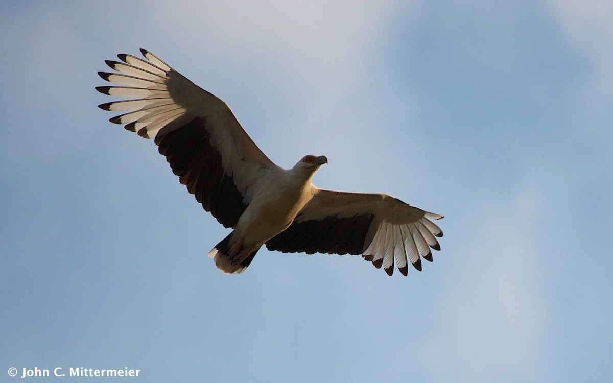 Palm-nut Vulture - ML131139561