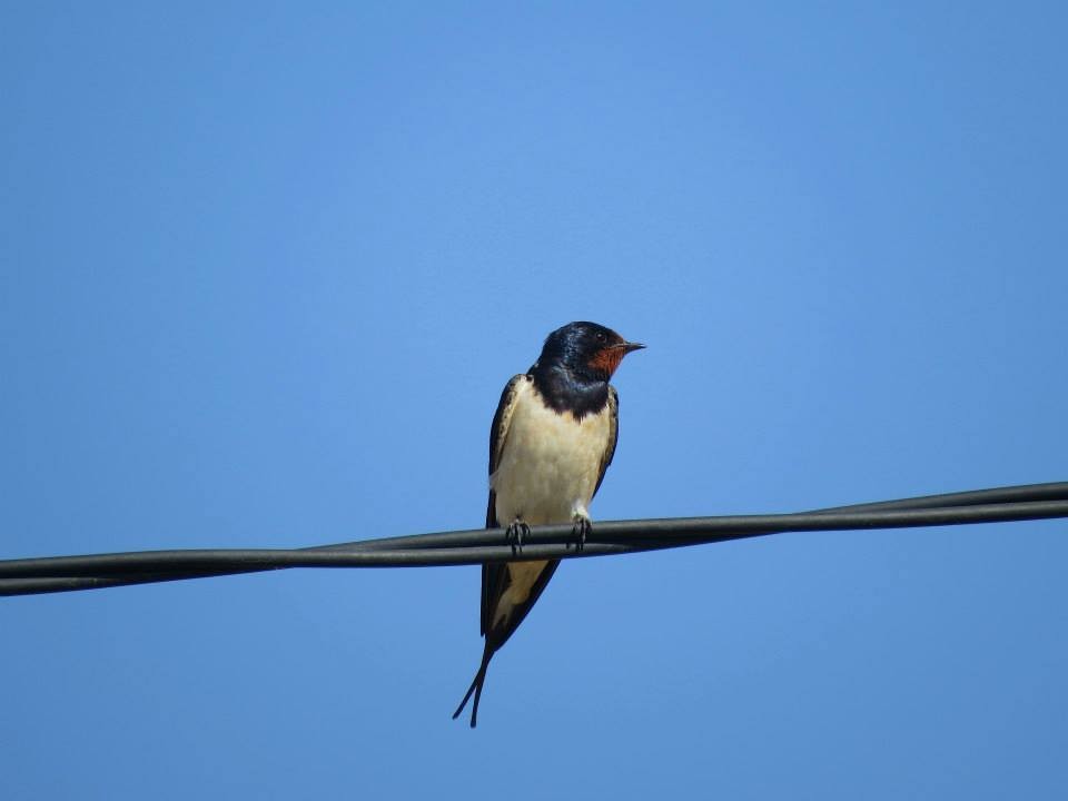 Barn Swallow (White-bellied) - Ted Floyd