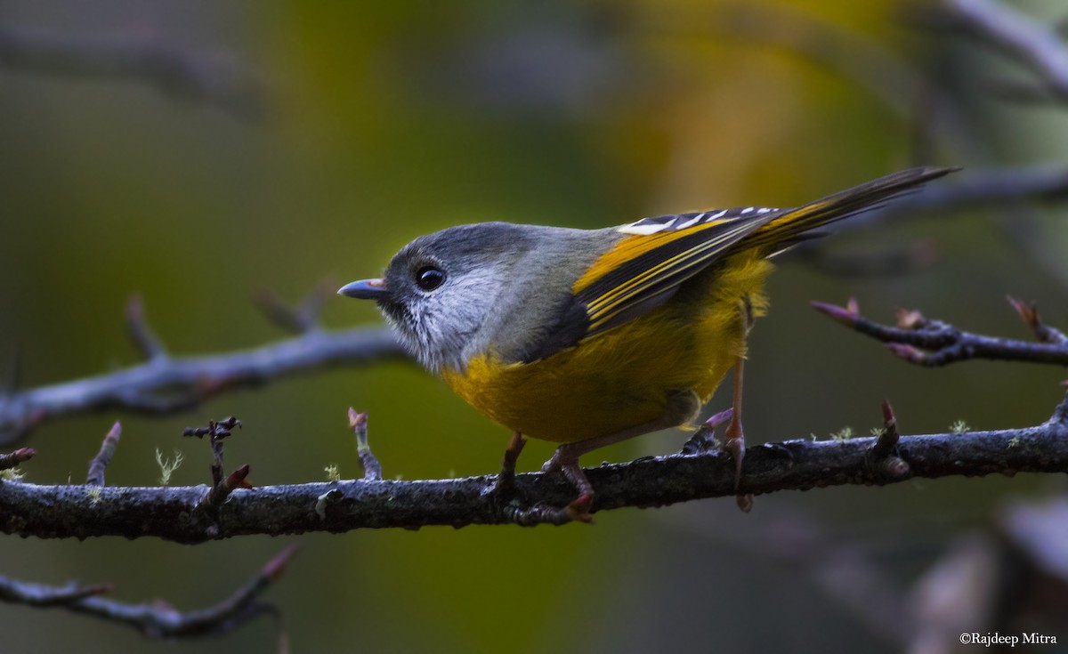 Golden-breasted Fulvetta - Anonymous
