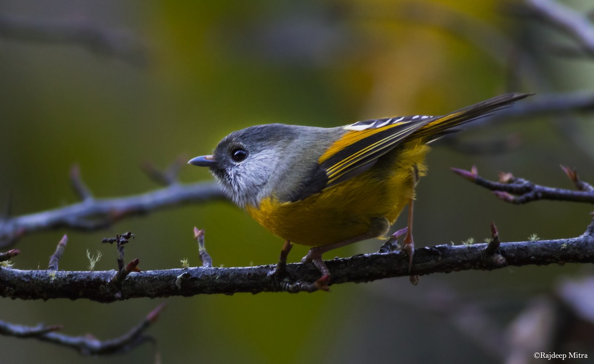 Golden-breasted Fulvetta - Rajdeep Mitra