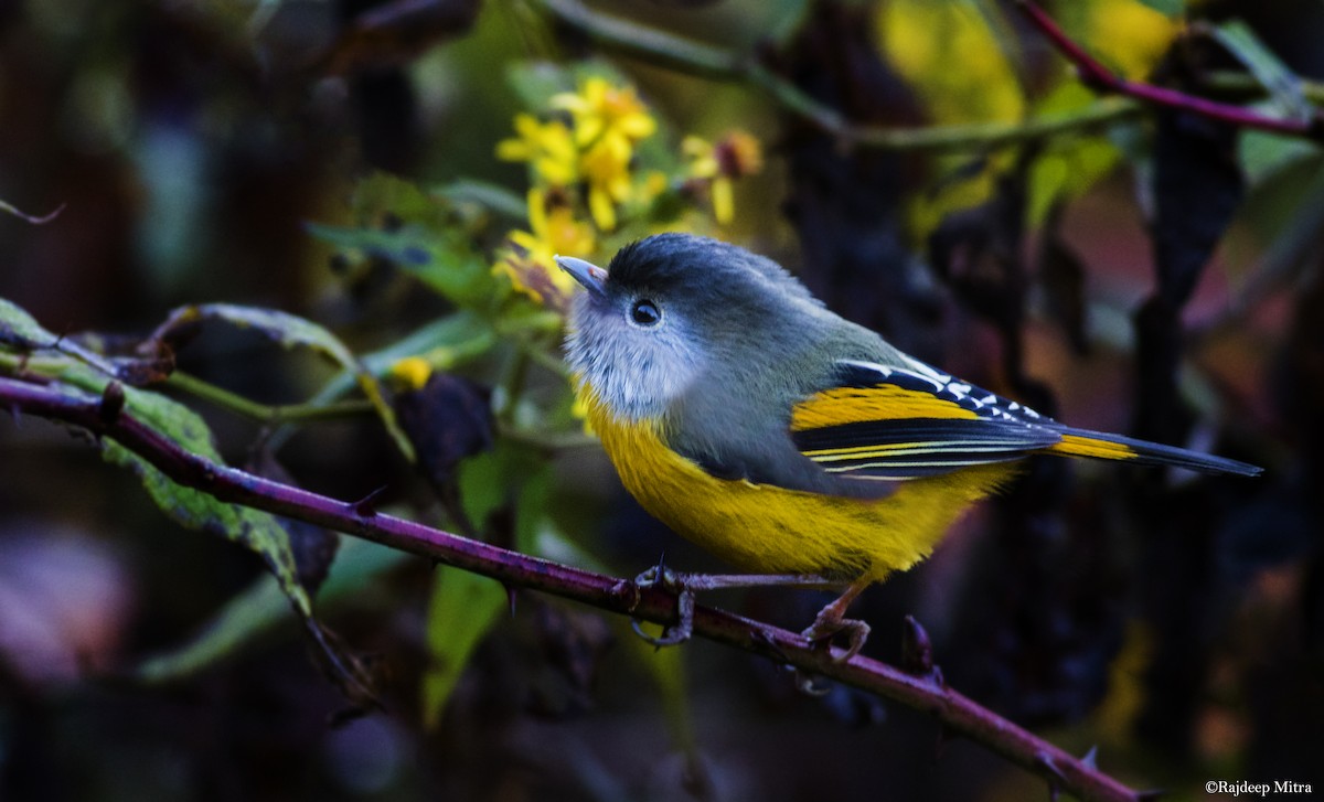 Golden-breasted Fulvetta - ML131141171