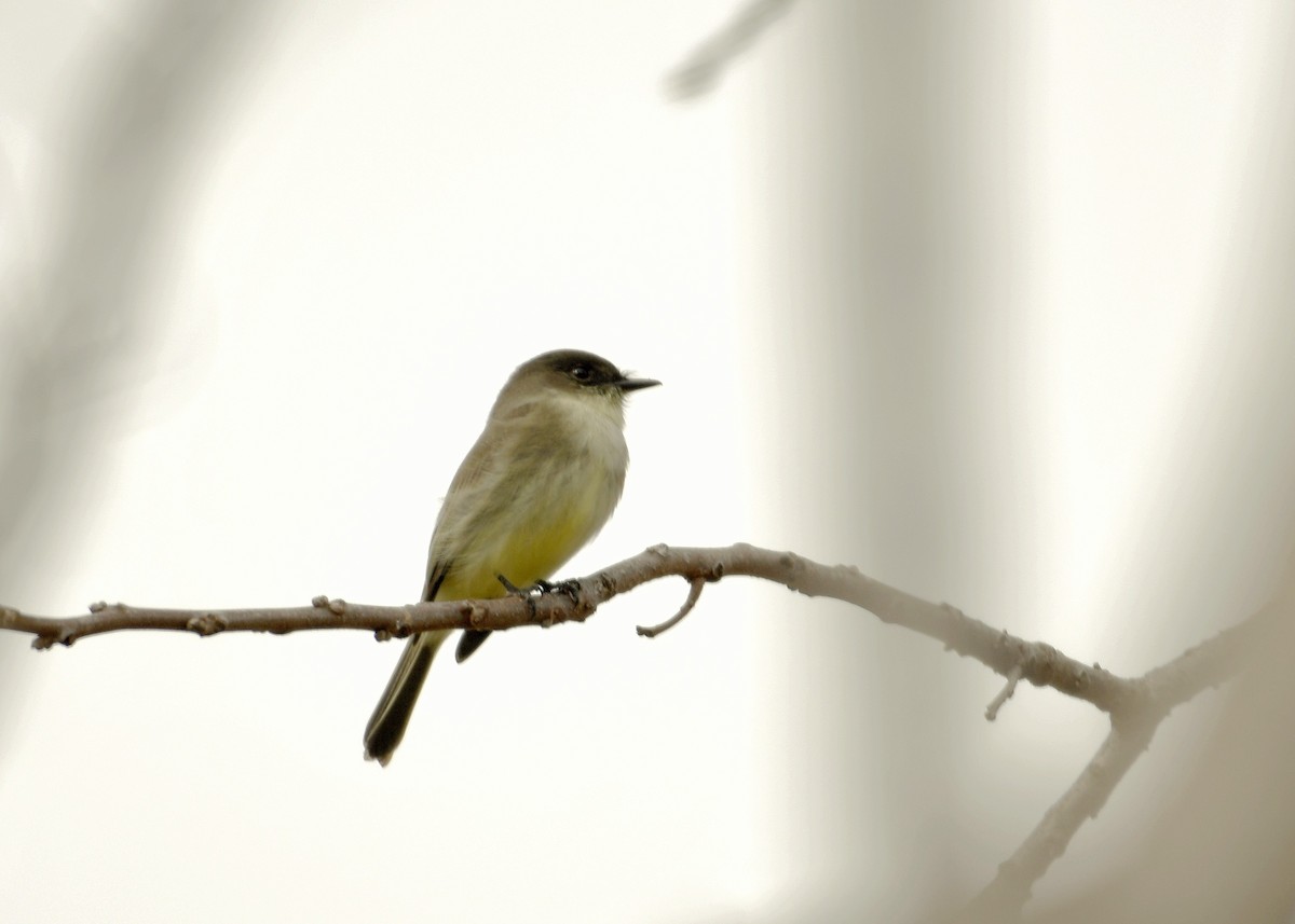 Eastern Phoebe - ML131141611