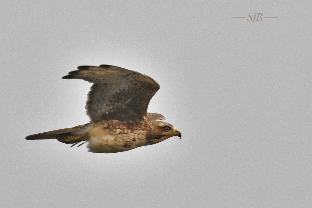 White-eyed Buzzard - ML131142181