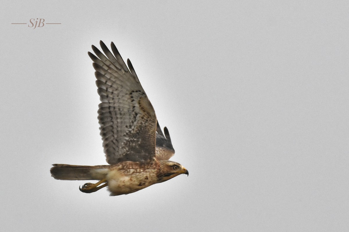 White-eyed Buzzard - Surajprakash B