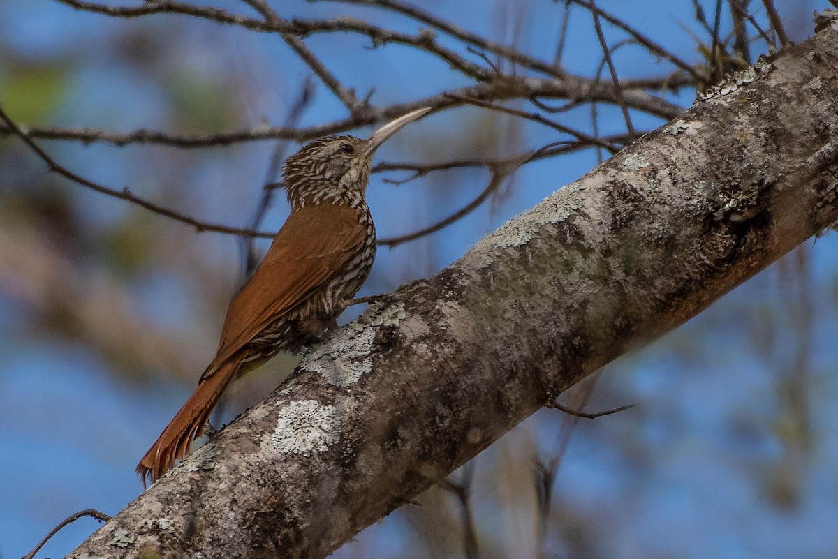 Streak-headed Woodcreeper - ML131142611