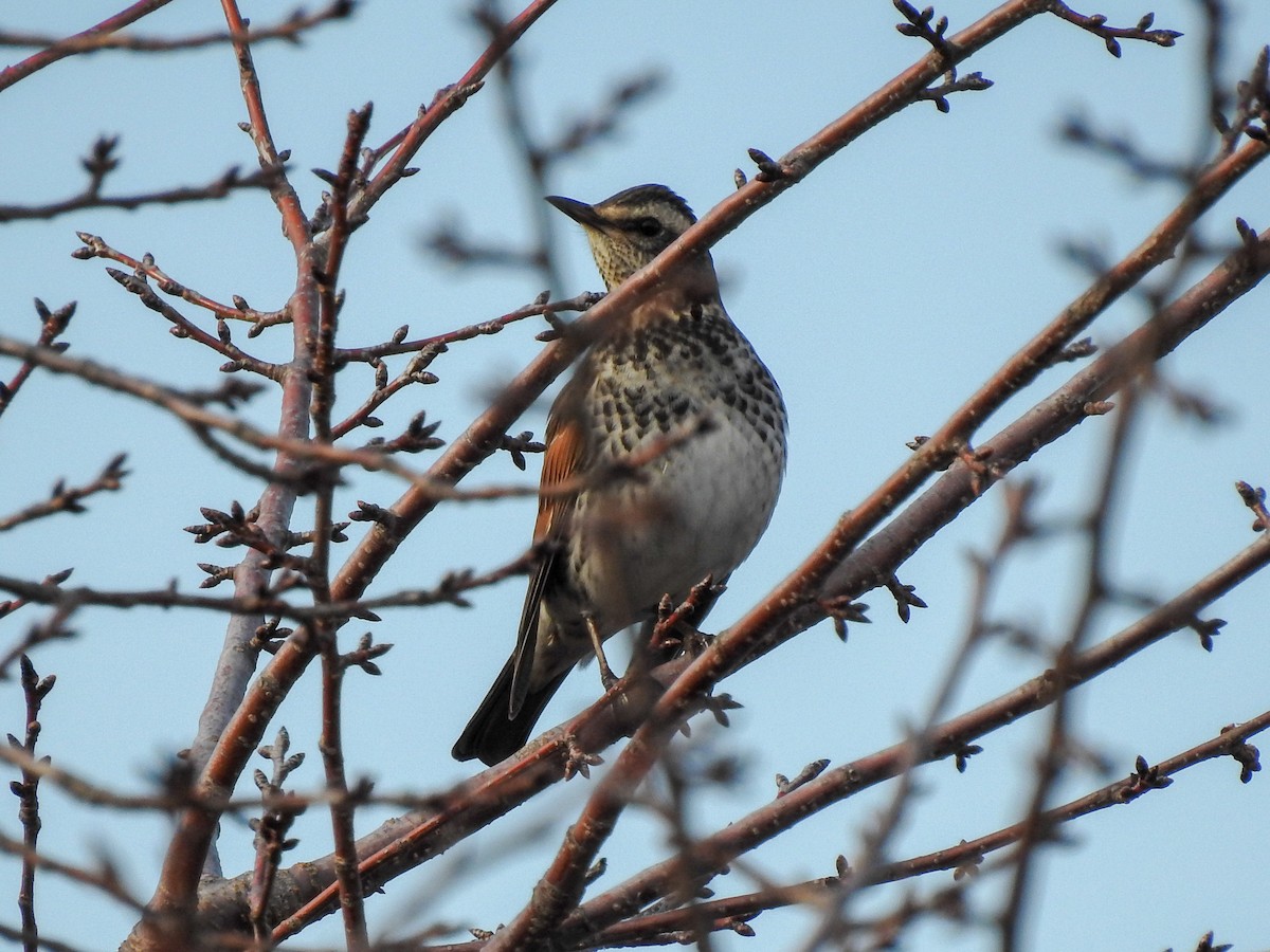 Dusky Thrush - ML131143451