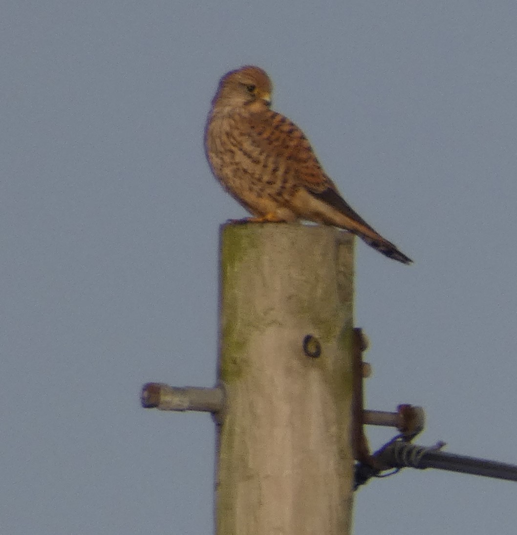 Eurasian Kestrel - ML131143621