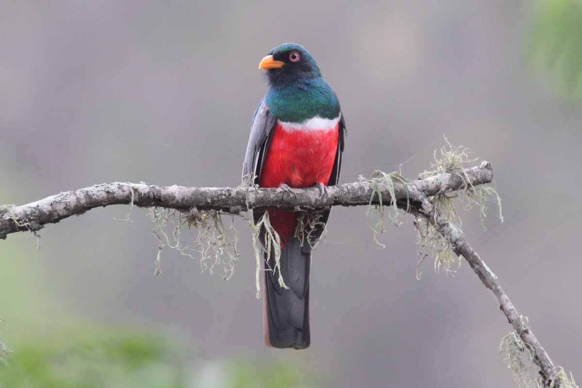 Guayaquiltrogon - ML131144051