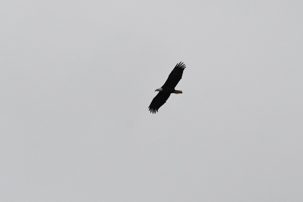 Bald Eagle - ML131144721