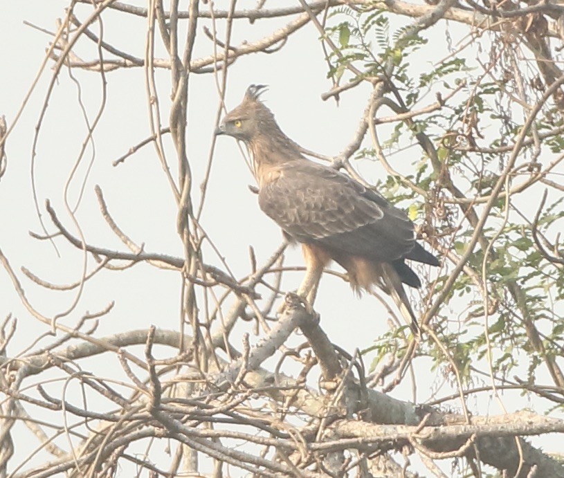 Changeable Hawk-Eagle (Crested) - ML131145831