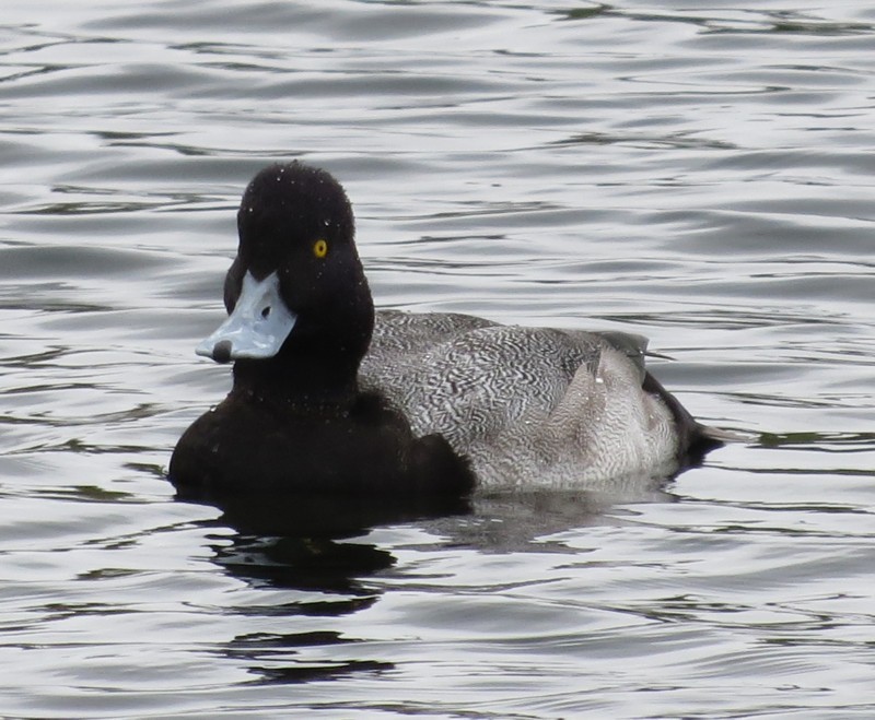 Lesser Scaup - Mary Beth Stowe