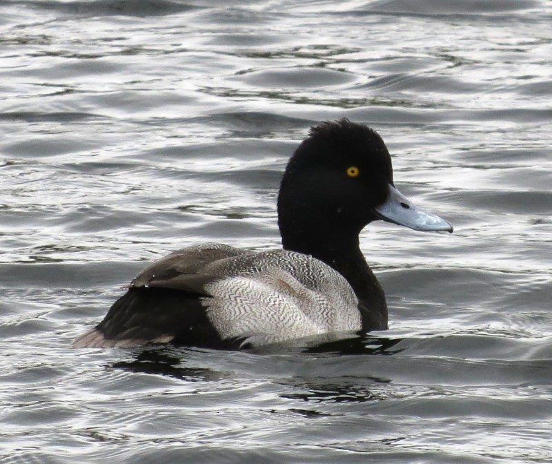 Lesser Scaup - ML131146501