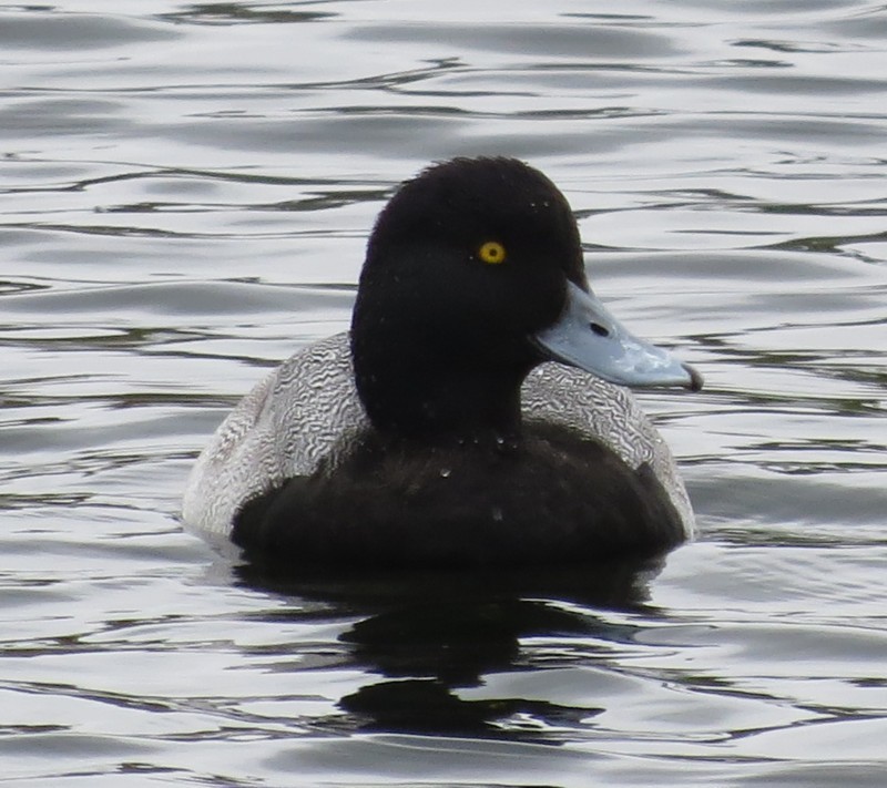 Lesser Scaup - ML131146511