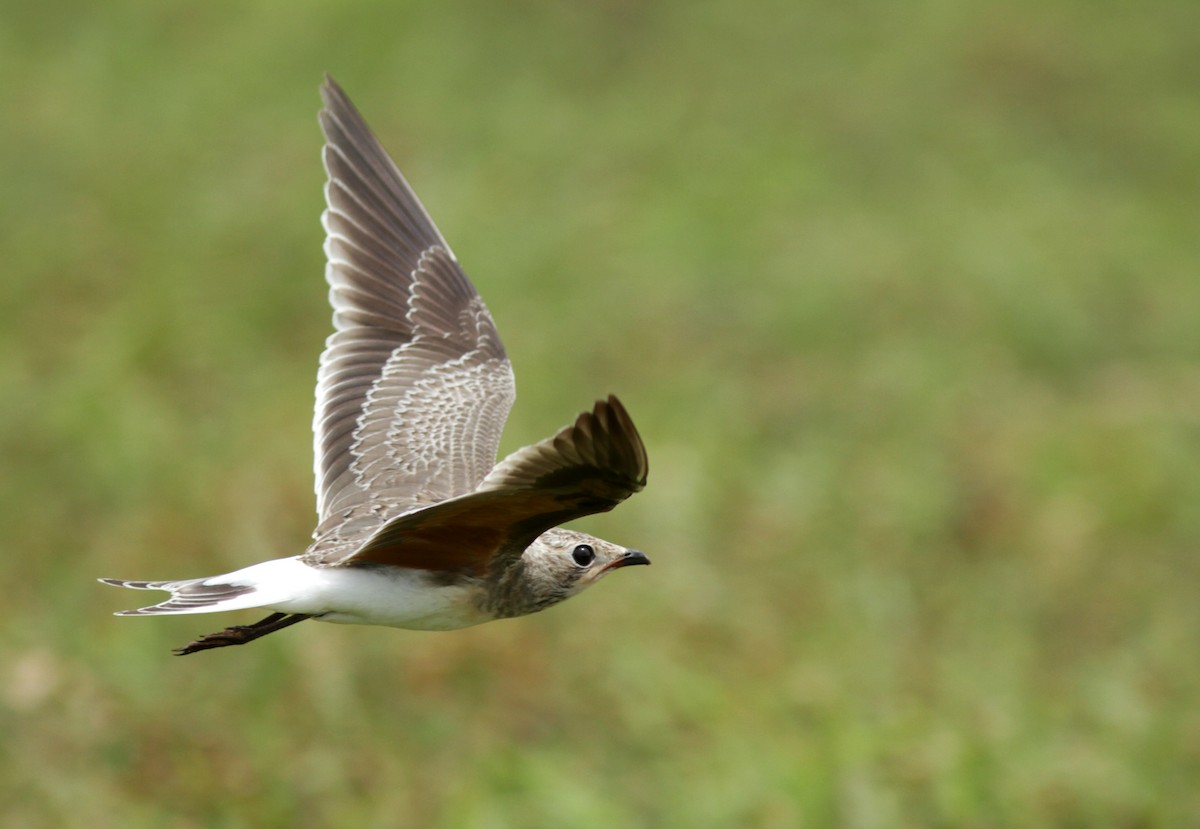 Collared Pratincole - ML131146751