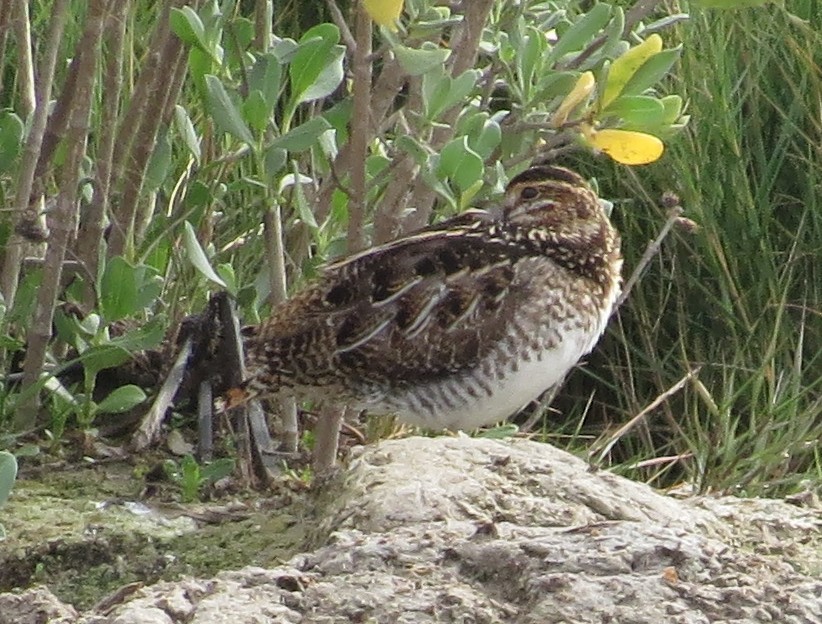 Wilson's Snipe - ML131146841