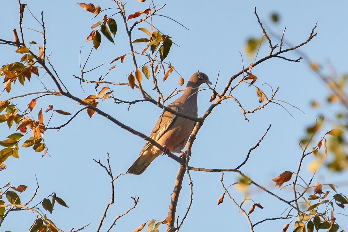 Bare-eyed Pigeon - ML131147731