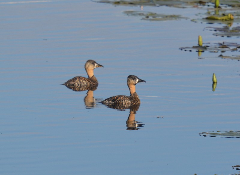 White-backed Duck - ML131147961