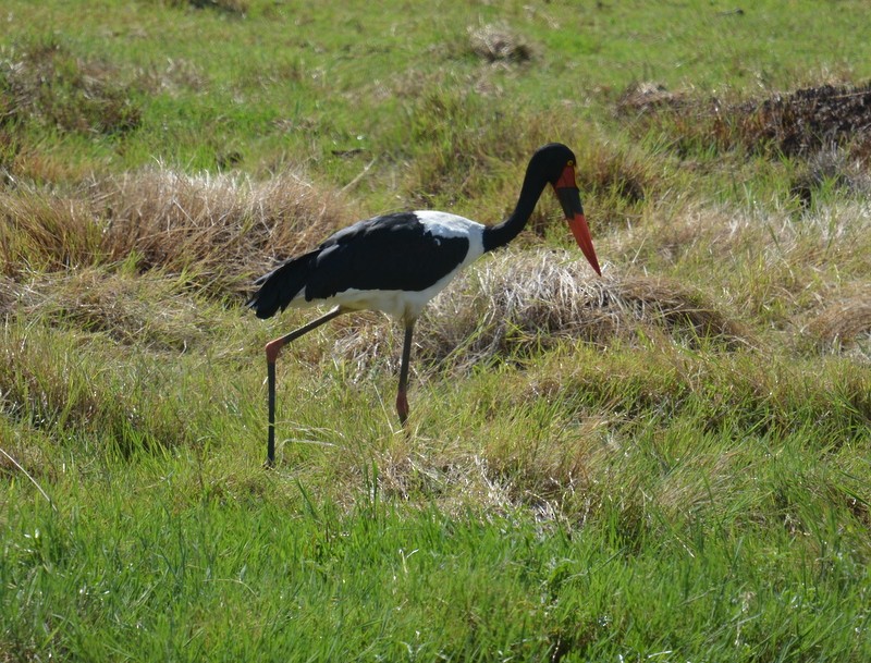 Saddle-billed Stork - ML131148021