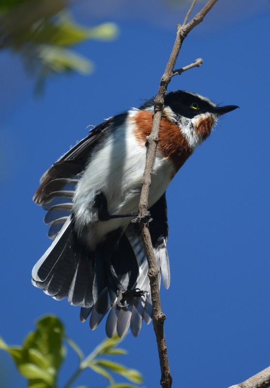 Cape Batis - ML131148101